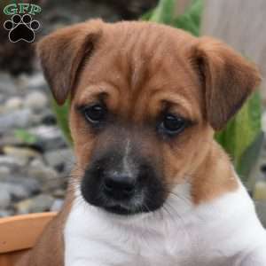 Bandit, Jack Russell Terrier Puppy