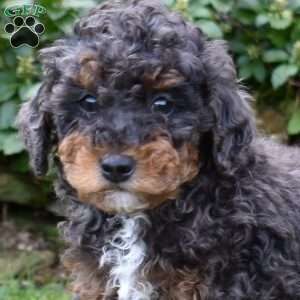 Bandit, Miniature Poodle Puppy