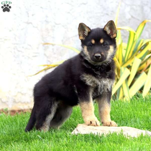 Barbie, German Shepherd Puppy