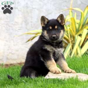 Barbie, German Shepherd Puppy