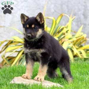 Barbie, German Shepherd Puppy