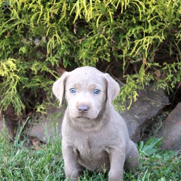 Barbie, Silver Labrador Retriever Puppy