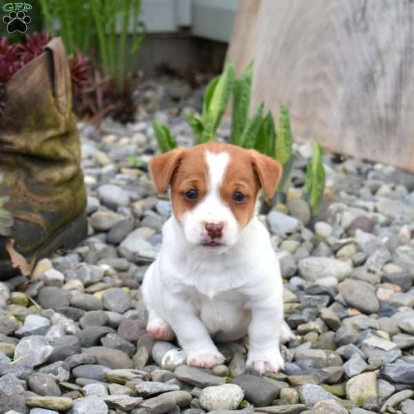 Barley, Jack Russell Terrier Puppy