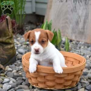 Barley, Jack Russell Terrier Puppy