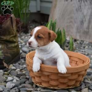 Barley, Jack Russell Terrier Puppy