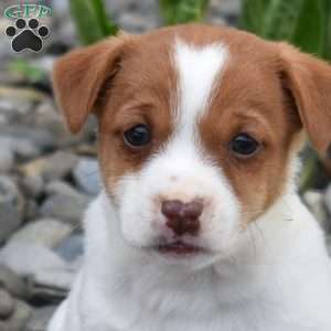Barley, Jack Russell Terrier Puppy