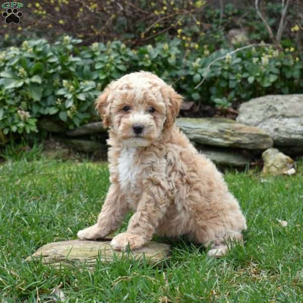 Barney, Miniature Poodle Puppy