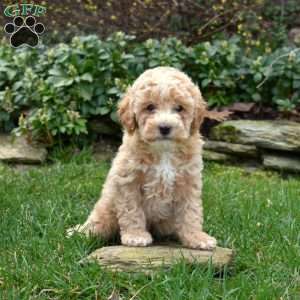 Barney, Miniature Poodle Puppy