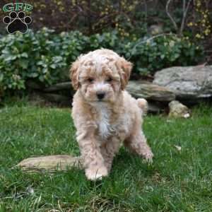 Barney, Miniature Poodle Puppy