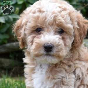 Barney, Miniature Poodle Puppy