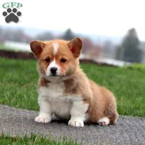 Barney, Pembroke Welsh Corgi Puppy