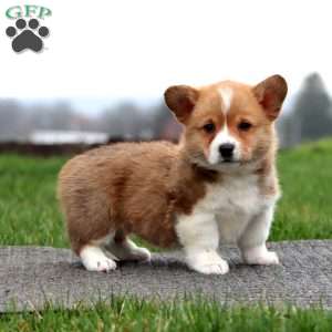 Barney, Pembroke Welsh Corgi Puppy