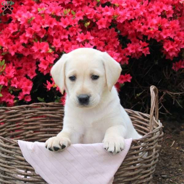 Basil, Yellow Labrador Retriever Puppy
