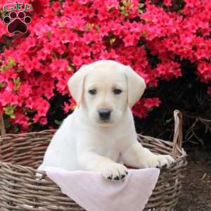 Basil, Yellow Labrador Retriever Puppy