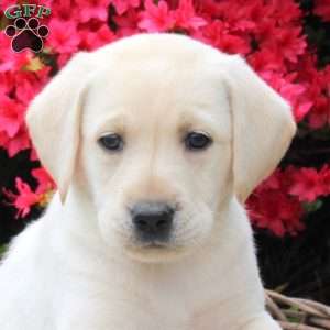 Basil, Yellow Labrador Retriever Puppy