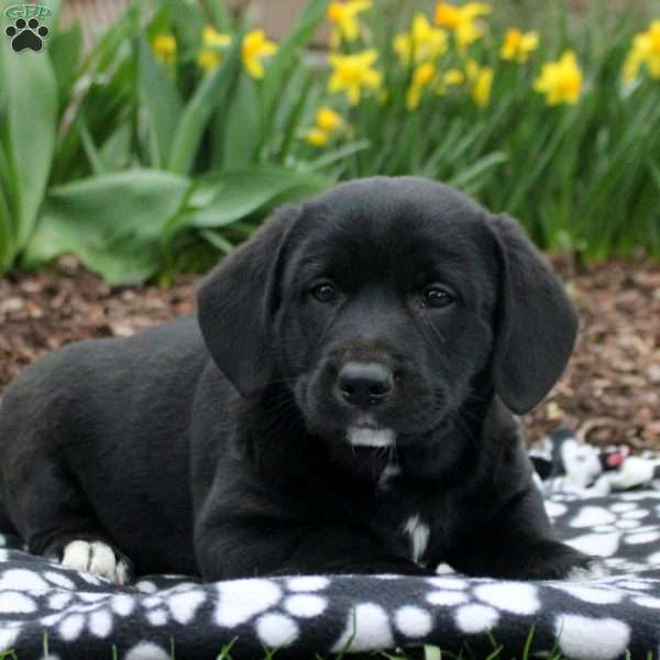 Baxter, Labrador Mix Puppy