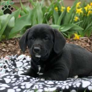 Baxter, Labrador Mix Puppy