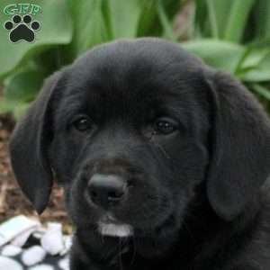 Baxter, Labrador Mix Puppy