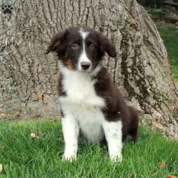 Beana, Australian Shepherd Puppy