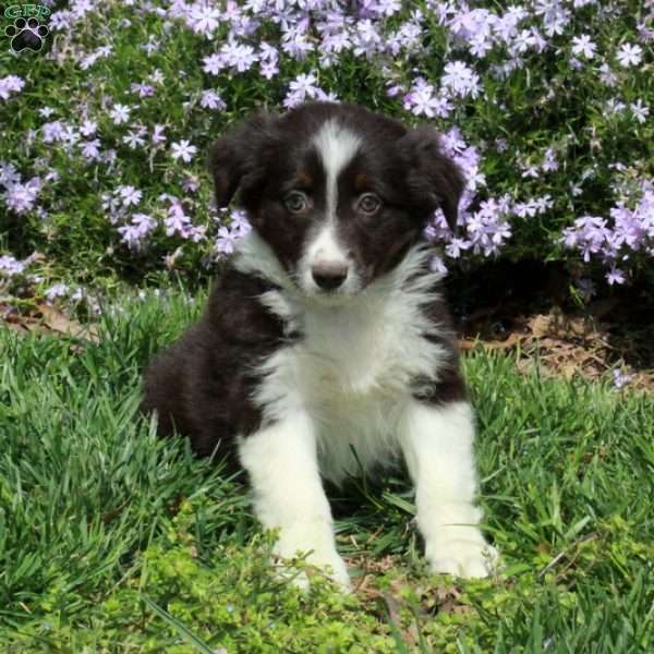 Beana, Australian Shepherd Puppy