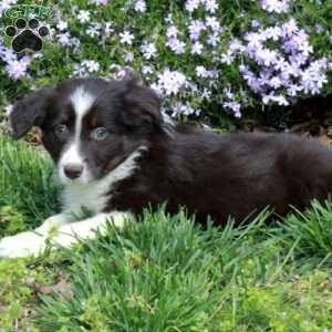 Beana, Australian Shepherd Puppy