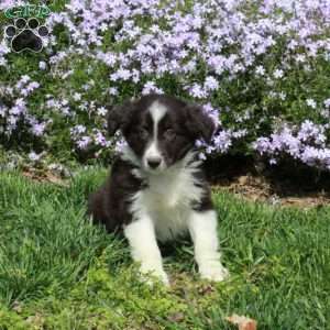 Beana, Australian Shepherd Puppy