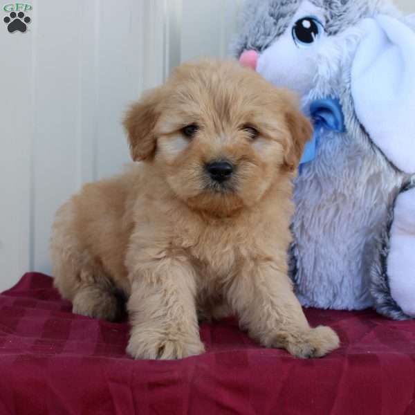 Beans, Mini Labradoodle Puppy