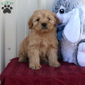 Beans, Mini Labradoodle Puppy