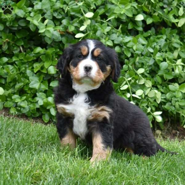 Bear, Miniature Bernese Mountain Dog Puppy