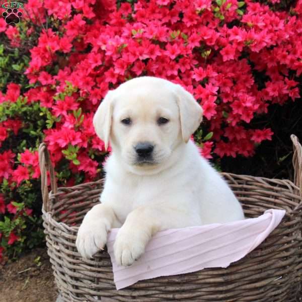 Bear, Yellow Labrador Retriever Puppy