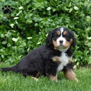 Bear, Miniature Bernese Mountain Dog Puppy