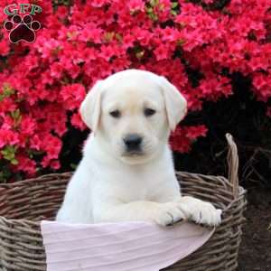 Bear, Yellow Labrador Retriever Puppy