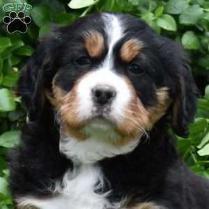 Bear, Miniature Bernese Mountain Dog Puppy