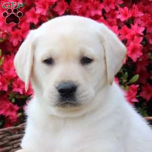 Bear, Yellow Labrador Retriever Puppy