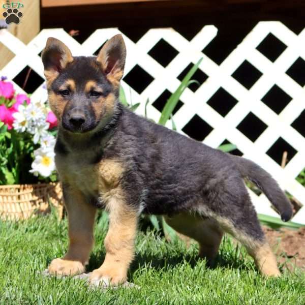 Bear, German Shepherd Mix Puppy