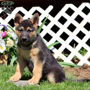 Bear, German Shepherd Mix Puppy