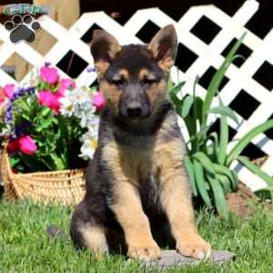 Bear, German Shepherd Mix Puppy