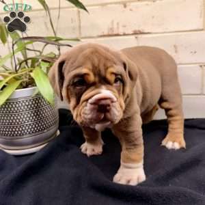 Bear, Beabull Puppy