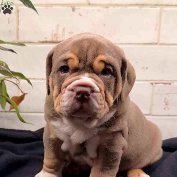 Bear, Beabull Puppy