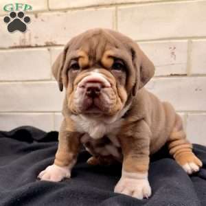 Bear, Beabull Puppy