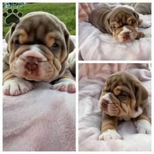 Bear, Beabull Puppy