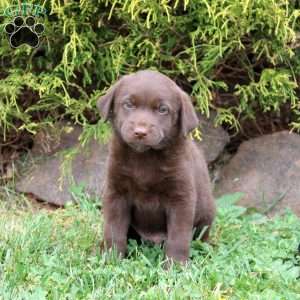 Bear, Chocolate Labrador Retriever Puppy