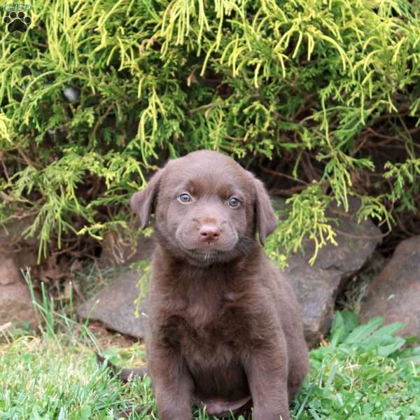 Bear, Chocolate Labrador Retriever Puppy