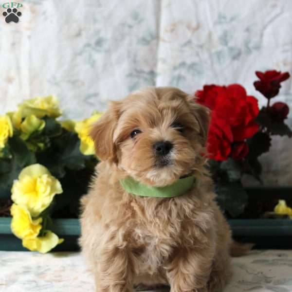 Bear, Maltipoo Puppy