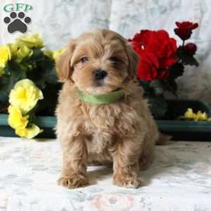 Bear, Maltipoo Puppy
