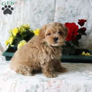 Bear, Maltipoo Puppy