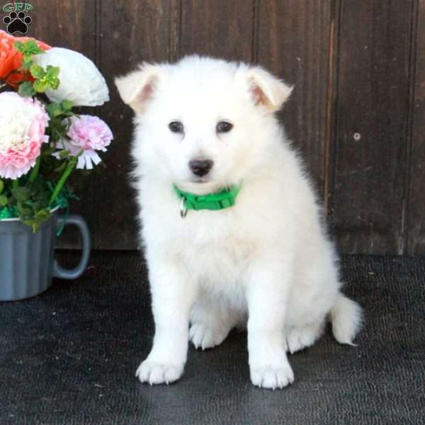 Beatrice, German Shepherd Mix Puppy