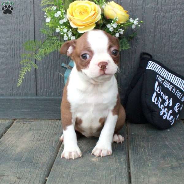 Beatrice, Boston Terrier Puppy
