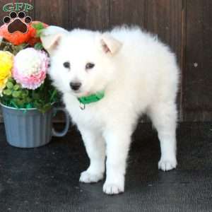 Beatrice, German Shepherd Mix Puppy