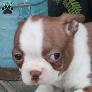 Beatrice, Boston Terrier Puppy